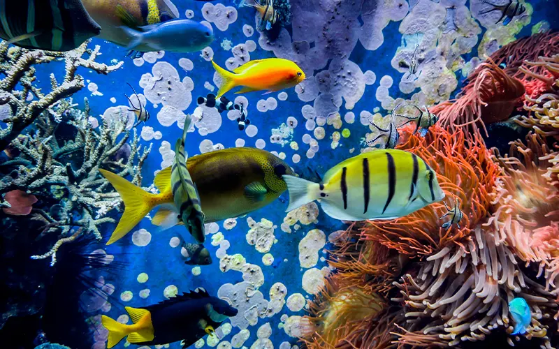 Aquarium übersiedeln, Aquarium Umzug, Aquarium transportieren, Fische umziehen, Fische transportieren, Aquarium abbauen, Aquarium aufbauen, Filterbakterien erhalten, Filtermaterial feucht halten, Außenfilter Umzug, Bodengrund Umzug Aquarium, Aquariumwasser mitnehmen, Aquarium Umzug Checkliste, Aquarium Umzug Wien, Aquarium Umzug Tipps, Aquarium Umzug Vorbereitung, Aquarium Umzug Temperatur, Aquarium Umzug Sauerstoff, Luftpumpe Batterie, Nitrit nach Umzug, Aquarium Neustart, Aquarium Pflanzen transportieren, Aquarium Deko sicher transportieren, Glasbecken transportieren, Umzug mit Aquarium